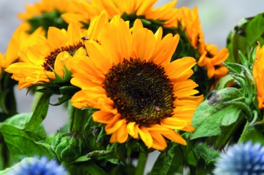 Logotrade promotional merchandise photo of: Sunflower seeds in envelope