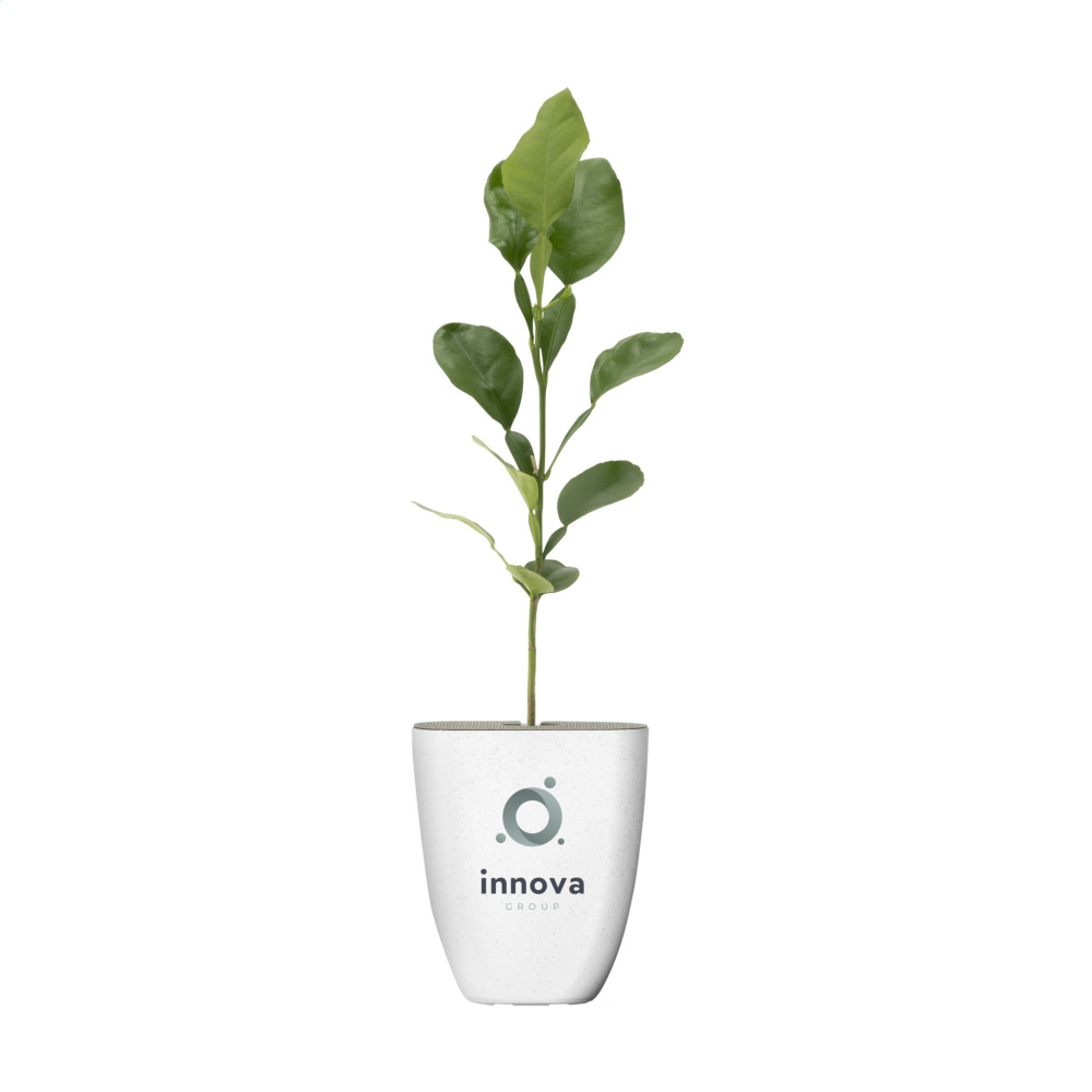 Logo trade firmakingid foto: Treemore Letterbox Trees Kaffir Lemon