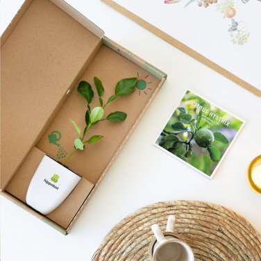 Logotrade reklaamkingituse foto: Treemore Letterbox Trees Kaffir Lemon
